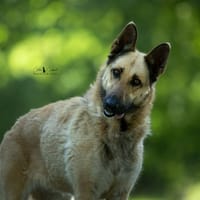 Xena, chienne à adopter