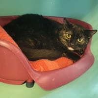 Grumpette, chatte à adopter