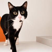 CHARRON, chat à adopter
