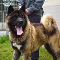 DOHKO, chien à adopter