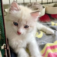 VOX (Réservé), chatte à adopter