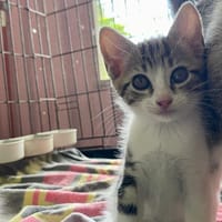 VORTEX (Réservé), chat à adopter