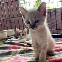 VAL, chatte à adopter