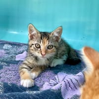 DANA, chatte à adopter