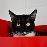 Misty, chatte à adopter