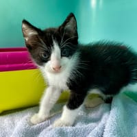 BOURRITO, chat à adopter