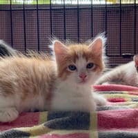 VIBIE, chatte à adopter