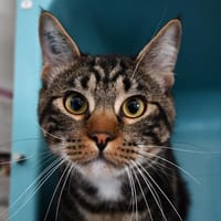 Yashar, chat à adopter