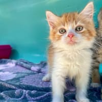 DIEGO, chat à adopter