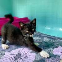 DUNE, chatte à adopter