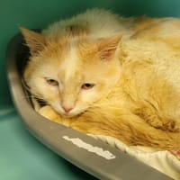 PASTEL, chat à adopter
