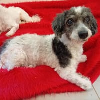 Erminette, chienne à adopter
