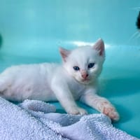 NAO, chat à adopter