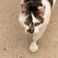 CALIN, chat à adopter