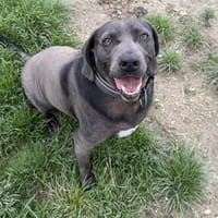 EKHO, chien à adopter