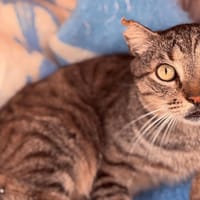 GILEAD, chat à adopter
