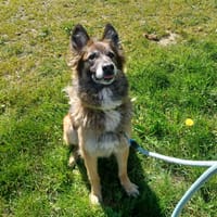 LUNA, chienne à adopter