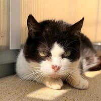 THALYS, chatte à adopter