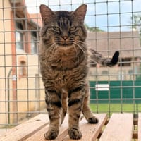 SHERMAN, chat à adopter