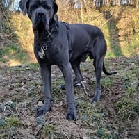Hayden, chien à adopter