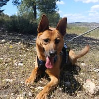 LUNA ( 4 patas jumillas), chienne à adopter