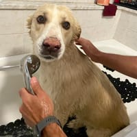FOBO (4 patas jumillas), chien à adopter