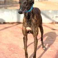 HAKU (Lara), chien à adopter