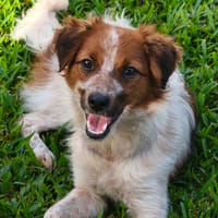 Azalée, chienne à adopter