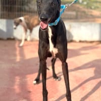 DANTE (Lara), chien à adopter