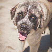 CHATO (Los Reyes), chien à adopter