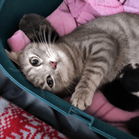 NALA, chatte à adopter