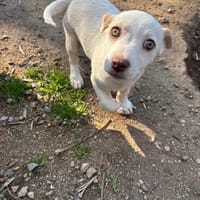 anda, chienne à adopter