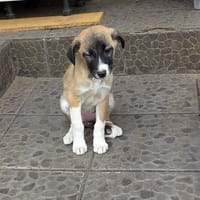 Fanny, chienne à adopter