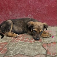 Malo, chien à adopter