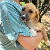 strella, chienne à adopter