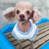 CICI, chienne à adopter