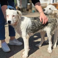Soren, chien à adopter