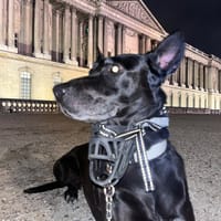 Tati, chienne à adopter