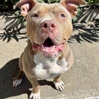 BONNIE, chienne à adopter