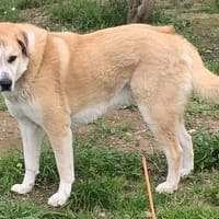 CHAUSSETTE, chien à adopter