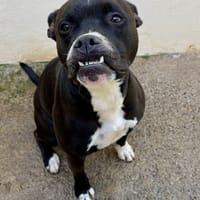 BIDOU, chien à adopter