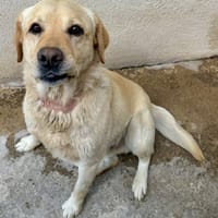 BANANIER, chien à adopter