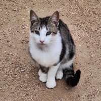 Anhänglicher u. liebevoller Kater Mickey, Kater zur Adoption