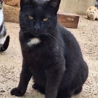 Verschmuster Kater Brujo, Kater zur Adoption