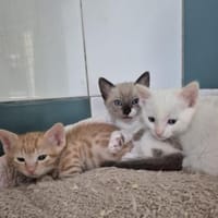 Kitten-Geschwister Tofu, Trufa & Turron, Kater zur Adoption