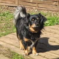 Kleine Nessi sucht ihr Zuhause, Hündin zur Adoption