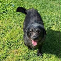 Pino - ruhig und freundlich, Hund zur Adoption