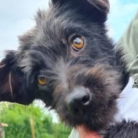 Kleiner Tom sucht ein für immer Zuhause, Hund zur Adoption