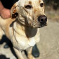 Marzia Labrador Mix, Hündin zur Adoption