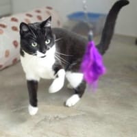 Süßer, älterer Kater Felix, Kater zur Adoption